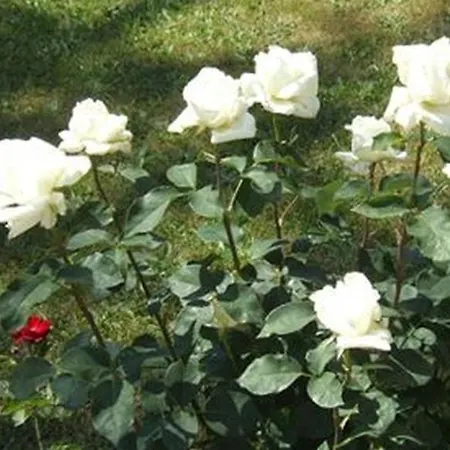 Fleurie Ξενοδοχείο Bagnoles de l'Orne Normandie