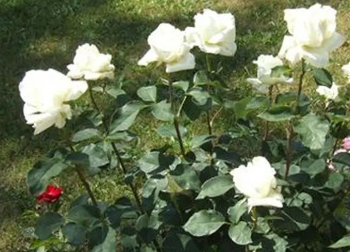 Fleurie Hotel Bagnoles de l'Orne Normandie